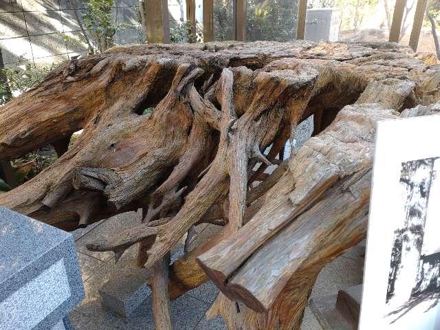 出世杉の根（天沼熊野神社）の参拝記録1