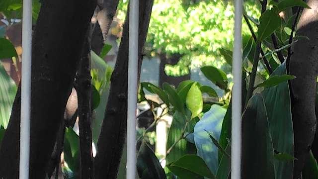 上落合富士浅間神社の参拝記録1