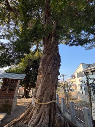 中野稲荷神社の参拝記録(ととるしさん)