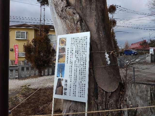 ケヤキの御神木（相原諏訪神社）の参拝記録1