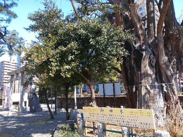 御神木（磐井神社）の参拝記録1