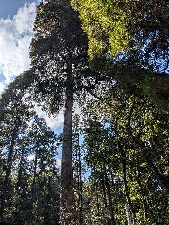 白鳥神社（衛守杉）の参拝記録1