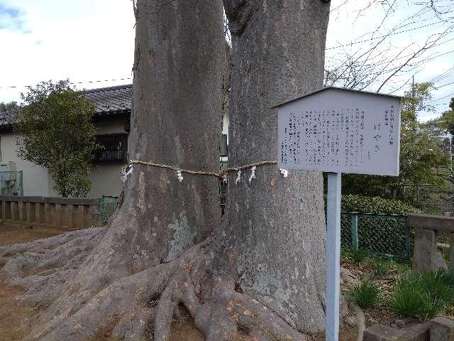 けやきの御神木（連光寺春日神社境内）の写真1