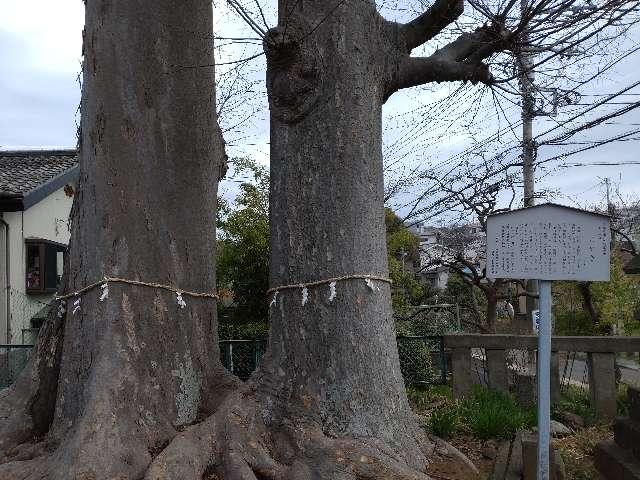 けやきの御神木（連光寺春日神社境内）の参拝記録1