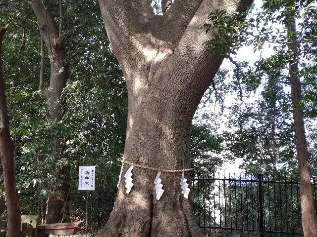 御神木（金井八幡神社）の写真1