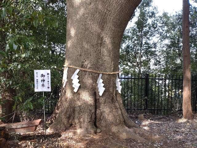 御神木（金井八幡神社）の参拝記録1