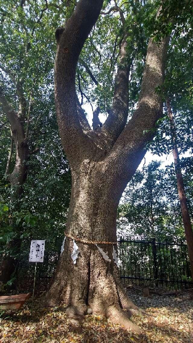 御神木（金井八幡神社）の参拝記録1