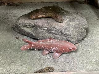 鯰宮の参拝記録(りんさん)