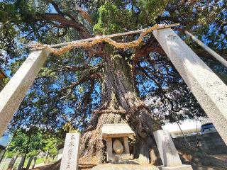 若宮神社の参拝記録(ろかずさん)