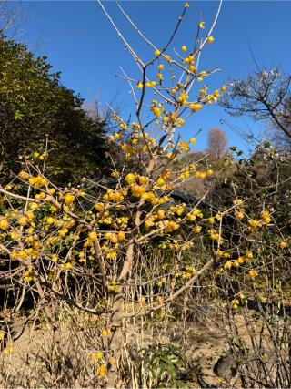 稲荷山 浄妙広利禅寺(浄妙寺)の参拝記録(ぶんじさん)