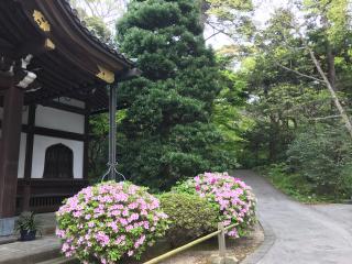 長興山　妙本寺の参拝記録(ロカさん)