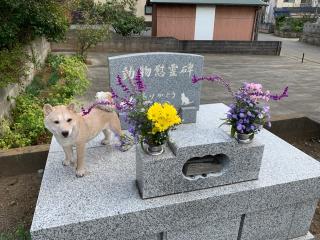 菊名山 法昌寺の参拝記録(ジャッカルソードさん)