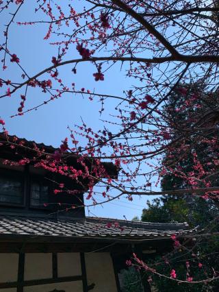 當麻山 金光院 無量光寺 當麻道場の参拝記録(tsuさん)