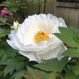 慈眼寺の参拝記録(花散里さん)