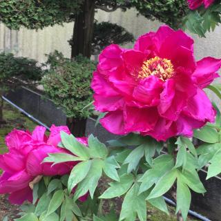 慈眼寺の参拝記録(花散里さん)