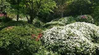 金剛院宝蔵寺の参拝記録(刀八毘沙門天さん)