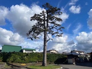 真教寺の参拝記録(MA-323さん)