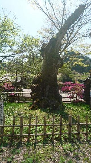 福正寺の参拝記録(わくたまくんさん)