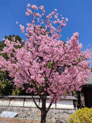長禅寺の参拝記録(さとみさん)