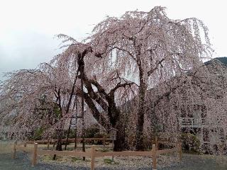 身延山 妙法華院 久遠寺の参拝記録(あやちきさん)