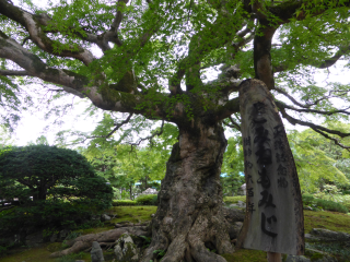 清泰山 西善寺の参拝記録(優雅さん)