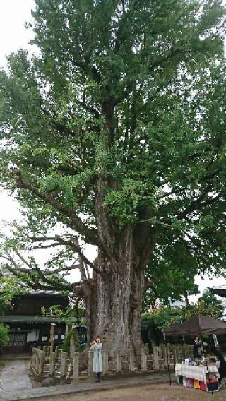 國分寺(醫王山 飛騨国分寺)の参拝記録(ココアラムさん)