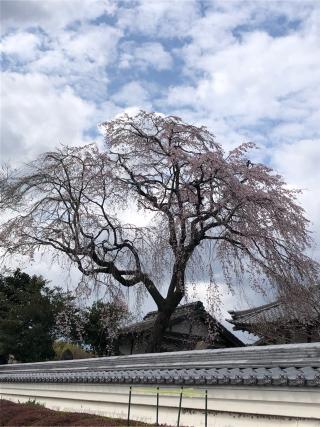 瑞林寺の参拝記録(礼さん)