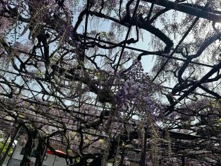 竹鼻別院の参拝記録(HIROROさん)