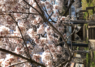 素桜神社の参拝記録5