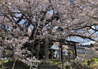 素桜神社の参拝記録(竜胆の花さん)