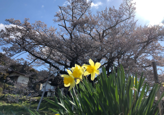 素桜神社の参拝記録(竜胆の花さん)