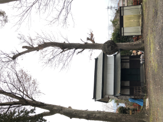 小井川賀茂神社の参拝記録(竜胆の花さん)