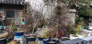 妙本寺の参拝記録(さとみさん)