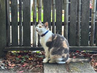鳳儀山 栖足寺の参拝記録(忍さん)