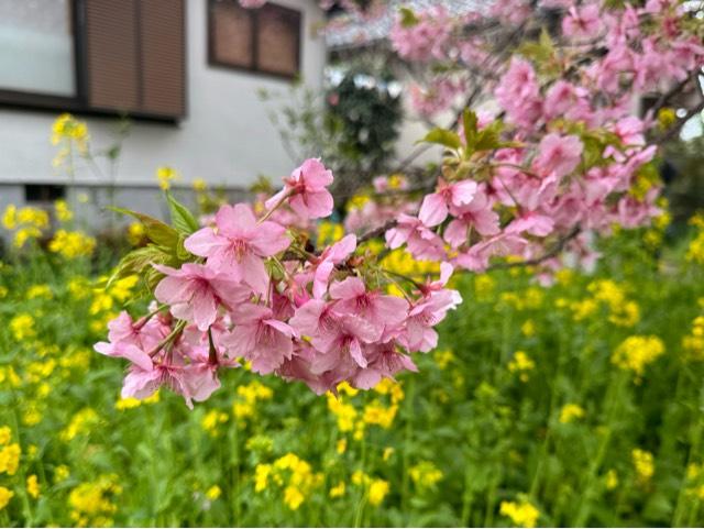 鳳儀山 栖足寺の参拝記録6