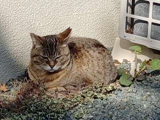 妙泰寺の参拝記録(銀玉鉄砲さん)