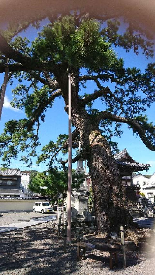 静岡県藤枝市藤枝4-2-7 円妙山 大慶寺の写真3