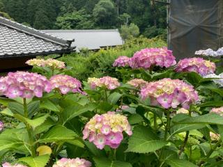 本光寺の参拝記録(恭子さん)
