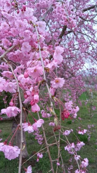 定迎寺の参拝記録(ひろ神社仏閣さん)