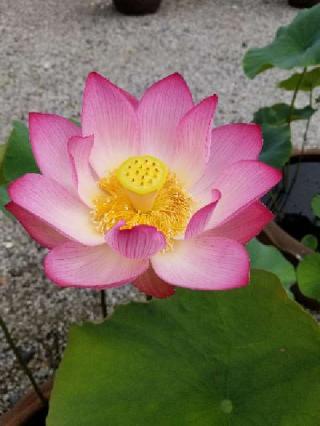慈廣寺の参拝記録(銀玉鉄砲さん)
