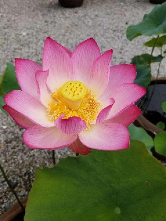 愛知県新城市中宇利字大幡4 慈廣寺の写真2