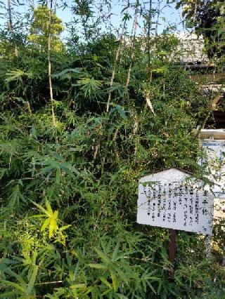八橋山 無量寿寺の参拝記録(銀玉鉄砲さん)
