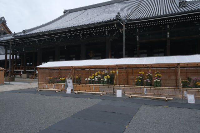 本願寺 阿弥陀堂の参拝記録(雅さん)