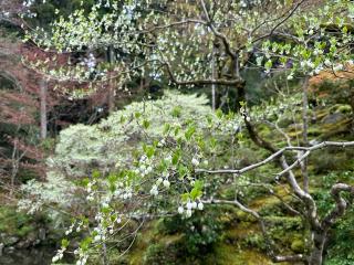 金剛輪寺　明寿院の参拝記録(よっしぞ〜さん)