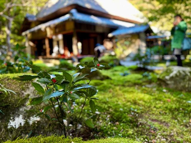 繖山 教林坊の参拝記録(まりもさん)