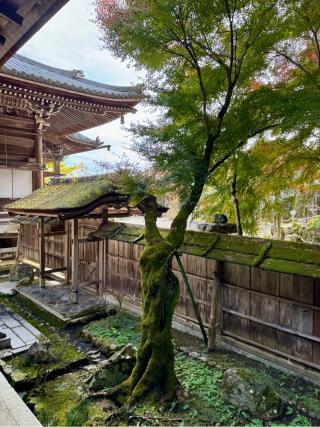 戒光山 西教寺の参拝記録(qo_opさん)