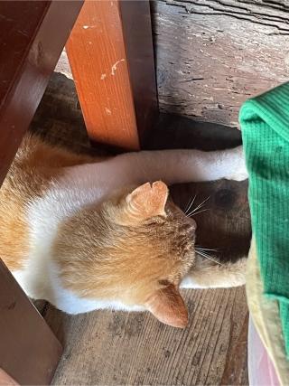 智恩寺の参拝記録(ジャムさん)