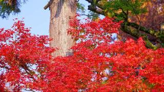 智恩寺の参拝記録(布袋大国さん)