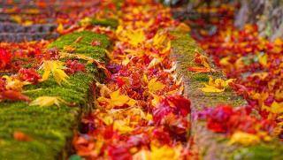 成相寺(西国第二十八番)の参拝記録(布袋大国さん)