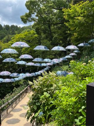 立願山 楊谷寺(柳谷観音)の参拝記録(ヒデさん)